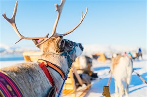 Tromsø  Winter Short Break - Four Nights 3